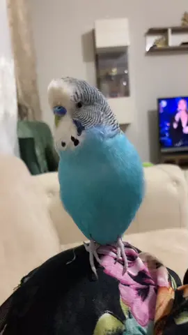 #muhabbetkusu #keşfet #birds #konuşankuşlar #kesfet #evcilhayvan #sevimli #sevimlikuşlar