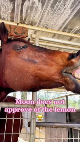Moon says  🍋  is gross 😂 #foryou #fyp #fy #OutlanderChallenge #viral #horsesoftiktok #horse #mukbang #food #eat #sound #happy #fun #enjoy #love