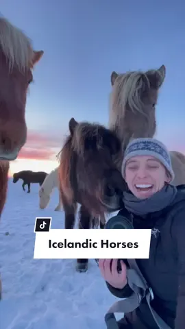 They’re so cuddly 🥺 this was such a magical experience  #iceland #outdoorsygals #icelandichorse #travel