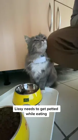 It’s adorable and annoying at the same time! #furryfritz #catographer #cat #katze #meow #petting