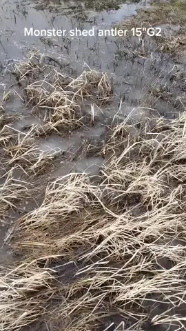 #whitetail #deerseason #antlers #hugewhitetails  15