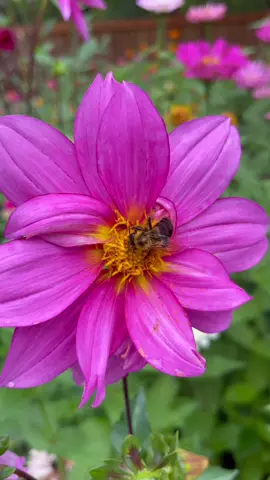 My personal top 3 cut flowers to grow for beginners! #happygardening #dahlia #cutflower #beginnergardening #growflowersavebees