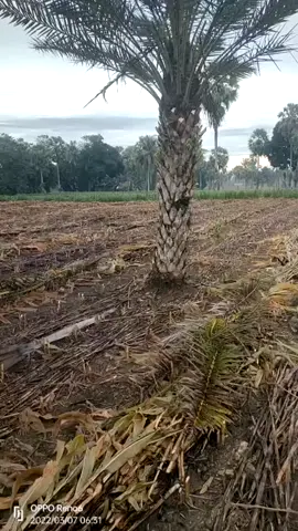pohon kurma di kebun aku blum pernah berbuah padahal udah 20 tahunan kayaknya yah                 kenapa yah.                                        #kurma