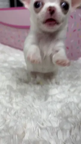 #naughtydog #naughtypuppy #cantbemad #toocute #innocent #tinypuppy #teacup #teacupchihuahua #applehead #appleheadchihuahua #sweetiepiepets