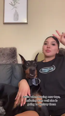 Gastando la plata on toys and treats for my pups #OREOBdayStack #sanantoniotx #dobermans_of_tiktok #doberman #dobermanpinscher #fypシ #doglover