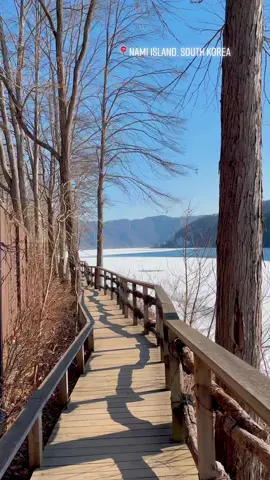 #nami #namiisland #namiislandkorea #naminara #naminararepublic #winterinkorea #southkorea