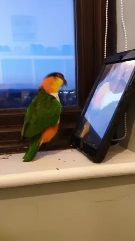 Hopping all the time! 😁 #izzythecaique #bird #parrot #caique #hopping #PetsOfTikTok #parrotsoftiktok #birdsoftiktok #happy #foryou ##funny