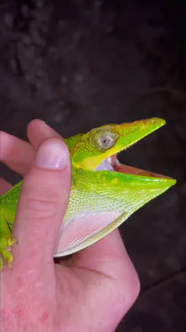 Decided to go on an adventure into the Everglades in the middle on the night! 🌒🦎🦉@landonscherr