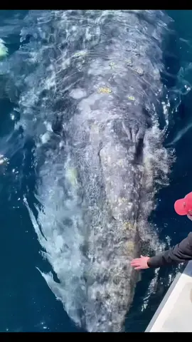 How would you feel if a whale swam up to your boat!? 🥺 #LinkBudsNeverOff #Whale #Amazing #Dream