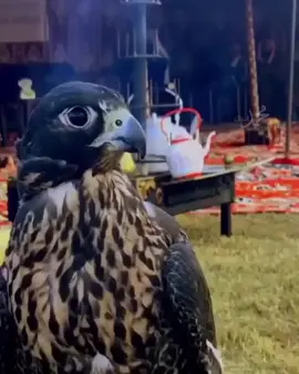 #اكسبلور_ماتنشرا_روس_الرياجيل_بفلوس #fevzidemircan63 #عابرسبيل؍🖤🍂 #fypシ