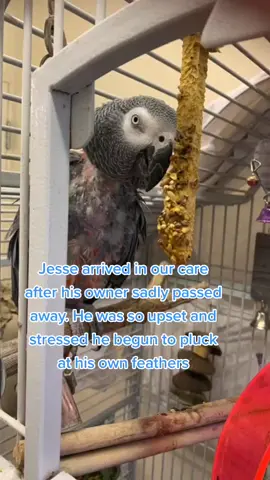 This is Jesse, the potty-mouthed parrot. We're so happy to see him loving his new home 💙 #RSPCA #AnimalRescue #AfricanGrey #ParrotsOfTiktok