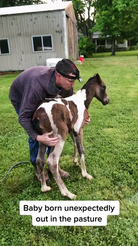#horsesoftiktok #foal #horsebreeder #foalsoftiktok #painthorse #americanpainthorse #painthorsesoftiktok #foryou #foryoupage #newborn #newbornfoal