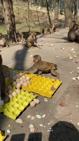 Haha poor little monkey 😅#animals #monkey #cute