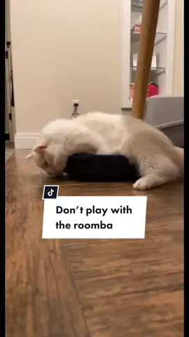 At least he tried 😅 #delilahanddecklyn #flamepoint #catsoftiktok #cutecat #ragdollcat #cats #catlover #kitten #fyp #foryoupage #ragdollkitten #cat #fluffycat #kittensoftiktok #funnycat