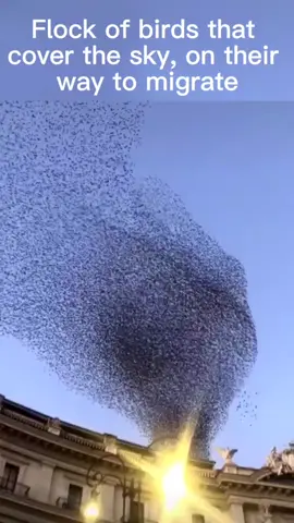 Like a beautiful patten.#bird