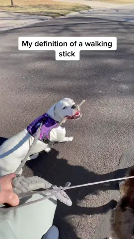 Always have to find a good walking stick on the way! #cutedogs #funnydogs #boxer #boxerdog #whiteboxer #aussie #dogswithsticks