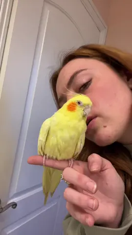 Medication time…. bo update next… #bo #bird #CloroxMistChallenge #LinkBudsNeverOff