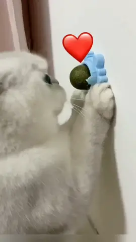 #pets #cats #catnip #fouyou #fouyoupage #tiktok