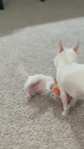 Playing with mommy! #chihuahua #chihuahuapuppy #chihuahuastiktok #chihuahuafanclub #chihuahuasoftiktok #puppy #puppylove #puppydog #puppytiktok #puppycheck #puppylife #puppyplay #foryoupage #foryou #fyp #fypシ