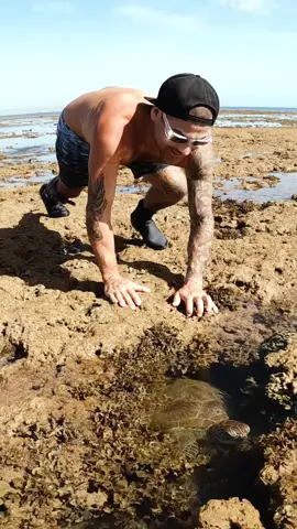 Sea turtle hidding away in a tiny low tide pool away from any predators