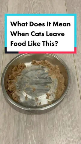 This is a sign of whisker fatigue #cat #catsoftiktok #ragdollcat #meow #catfacts #whiskers #cute #funny #fyp