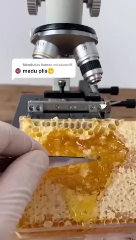 Ada yang bisa bantu jelasin ? Gratis madu ☺️ #wanitahebat #food #makan #honeycomb #sarangmadu #fyp #artbeehoney