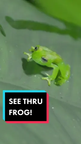 Whoaaaa have you ever seen a Glass Frog?! 🐸 #fyp #fypシ #EduTok #animals #animalsoftiktok #cute #frog #animalsdoingthings #nature #wildlife #weird