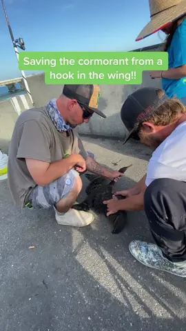 Saving a cormorant from a hook in his wing #skywayfishingpier #skywaymisfits #misfitsbirds #Fishermansetiquette #saveabird #xyzbca #fyp 🔥
