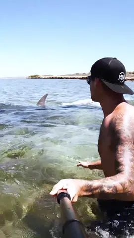 Huge hammerhead sharks comes in for a closer look at me