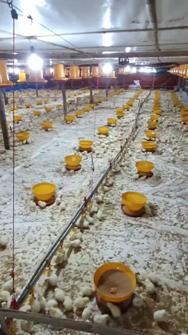 12 Jam setelah kedatangan DOC anak ayam di Kandang Ayam Close House #zidnaagrofarm #ternakayam #ayambroiler #kandangayam #kandangclosehouse #kipasblower #aksenchallenge