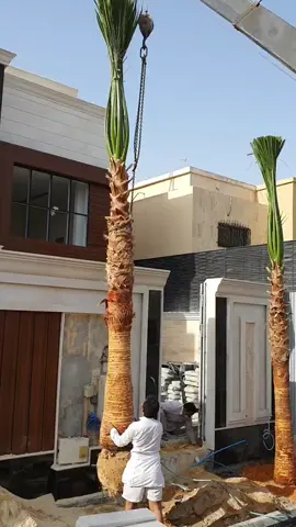 هاذا نخل واشنطن زينه امريكي للبيع منظر وليس ثمر
