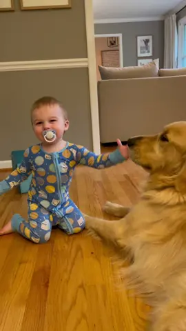 That tail pull was uncalled for tho… #fyp #goldenretriever #babyboy