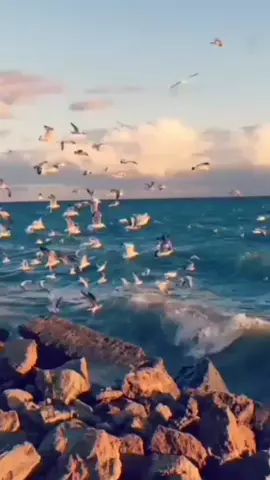 في  كلّ  مرّه  يتعرض  فيها  إنسانٌ  للظلم 😔 تنطفئ  حياته  شيئاً  فشيئاً💔🥀#مااحلى_ان_نعيش_في_خير_وسلام #دعمكم_سر_نجاحي🌸💞