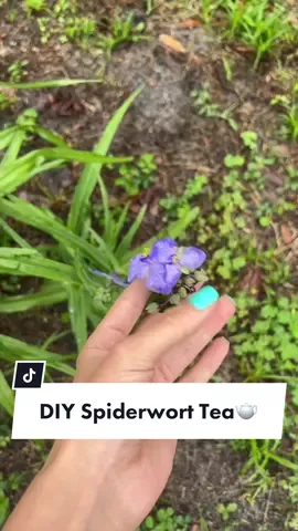 Let’s make some #Spiderwort #tea 💜🌸 #herbslim #ohiospiderwort