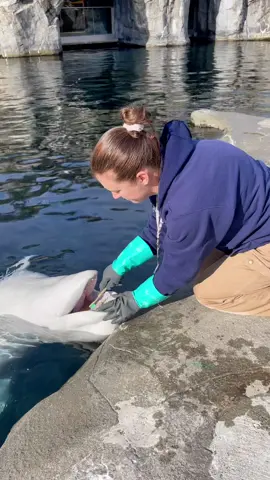 🦷🦷🪥🪥 Brushing your teeth isn’t just for humans…belugas get their teeth brushed as well! Oral hygiene is an important component of animal welfare! #mysticaquarium #beluga