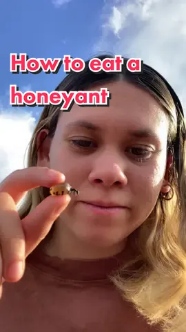 #fyp #honeyant #bushtucker #aboriginalaustralia