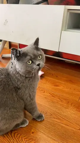 OMG! What should I do with it #cat #catsoftiktok #catlover #pet