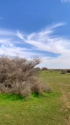 #اكسبلور #اكسبلورexplore #تصميمي #تصويري #ربيع #شيلات #فياض