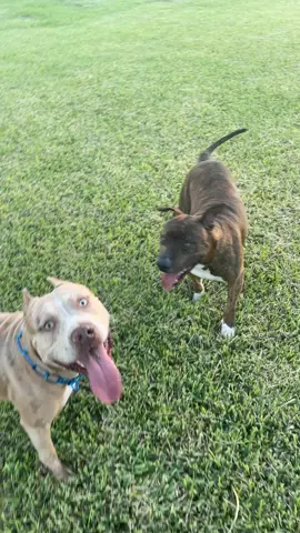 Why he was supposed jump the fence 😭😭 #miamiinkbullies #SmoothLikeNitroPepsi #amstaff #merle #pitbull #pit #apbt #fail #jumpfail #funny