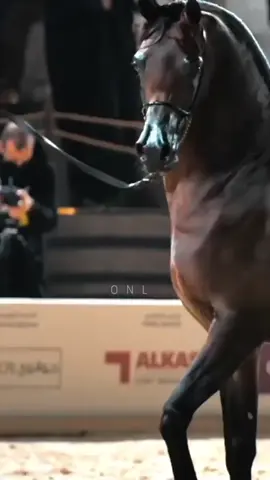 #اليخاندرو #وادي_الشقب#الشيخ_وادي #اذكروا_الله #خيل_وخياله🐎