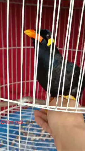 Ông ơi nhà có khách ..