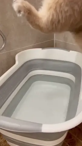 #petcat #cleaning #catbaths #foryou