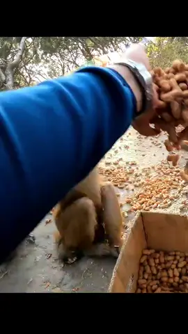 feeding peanuts #feedinganimal #monkey @feeding_animal