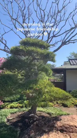 perfect Tuesday & free for sd residents on tuesdays! #sandiego #socal #cherryblossom