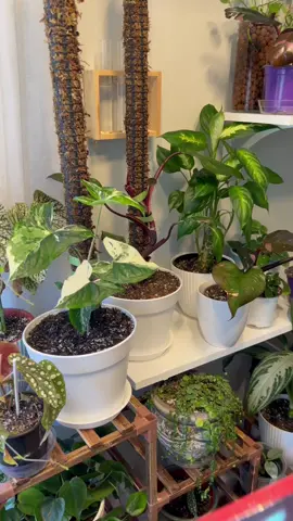 New resin bases for our plant hangers! #plants #plantlover #plantsoftiktok #stringofhearts #plantparent #succulents