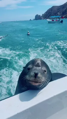 miss you, pancho #SmoothLikeNitroPepsi #cabo #cabosanlucas #mexico #sealion #pancho #cutie #imobsessed