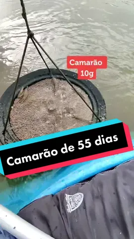 10g em 55 dias 😌😌😌#VozDoMalvadao #agradeço #viveirodecamarao #foryoupage #agroetop #product #criadouro #criadouro