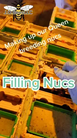 Queen season 2022 is underway 🐝 #beekeeperlife #queenbees #queenrearing #californiabeekeepers #northerncalifornia #tiktokbees #busybees #beetok