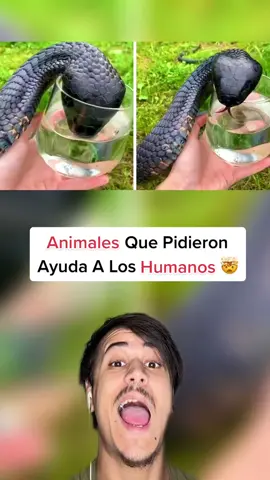 Animales que pidieron ayuda 😮 #fyp #foryou #foryoupage #parati #comedy #comedia