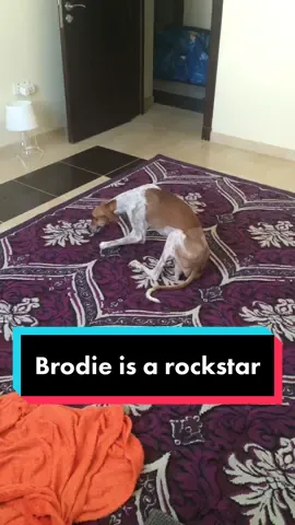 @crook_lock My OG rockstar #rescuedog #azawakh #strongdog #toughdog #mydog #sighthound #dogperson
